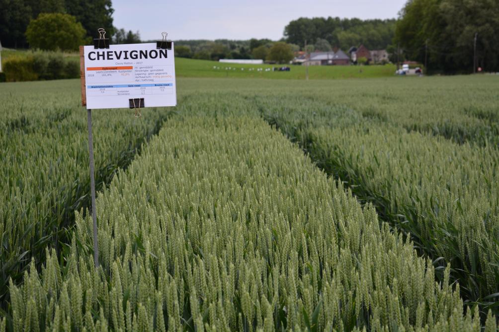 Chevignon (Clovis Matton) strekt in Frankrijk tot tevredenheid en toont ook hier potentieel.
