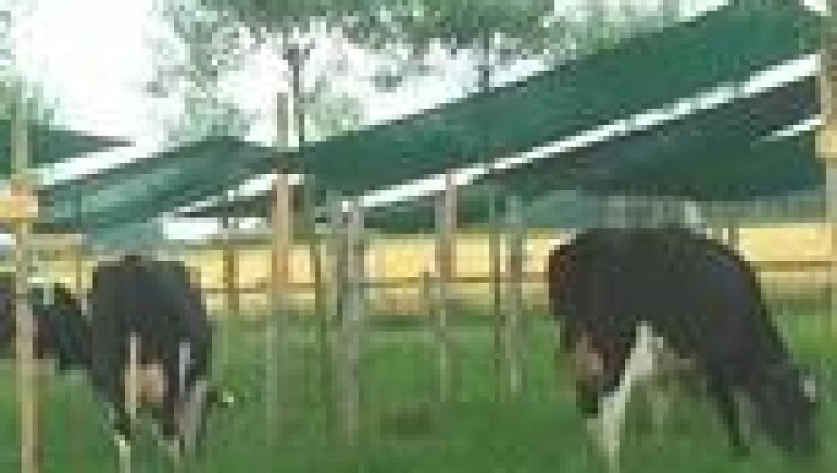 Voorzie eventueel schaduw met zeildoeken.