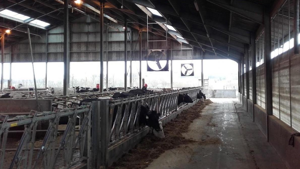 Bij warme temperaturen is het klimaat van de stal vaak aangenamer dan op de weide. Zorg wel voor verkoeling in de stal, bijvoorbeeld met ventilatoren.