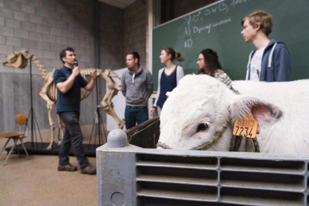 Universiteit Gent beste van de wereld in diergeneeskunde