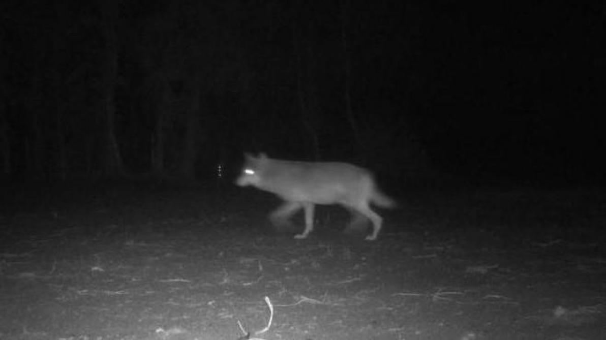 Wellicht heeft het koppel Naya - August ondertussen welpjes.