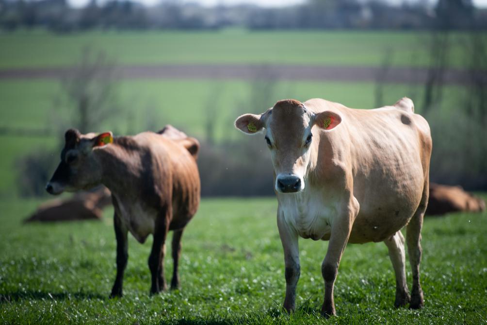 Het Jerseyras is nog weinig vertegenwoordigd in ons land. De melk van deze koeien leent zich nochtans zeer goed voor de verwerking.