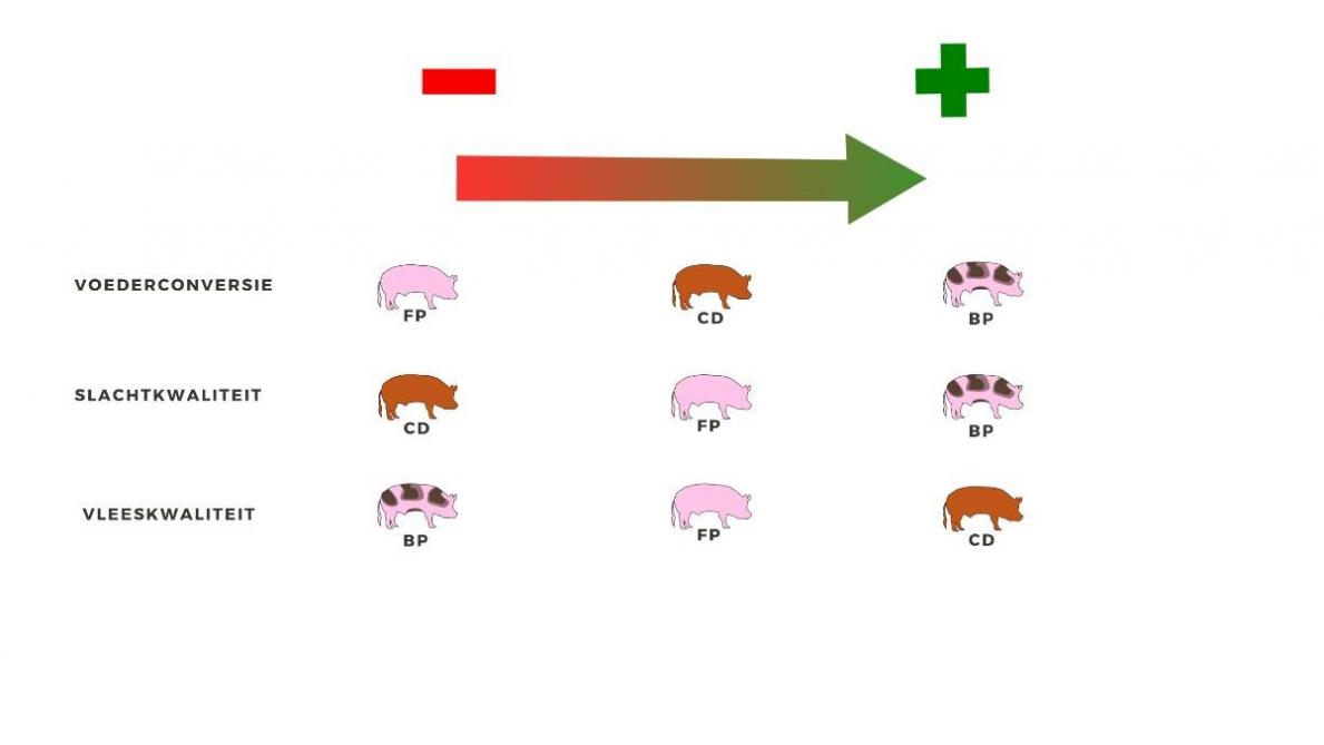 Figuur 1: Effect van eindbeerlijn op voederconversie, slacht- en vleeskwaliteit (BP: Belgische Piétrain, FP: Franse Piétrain, CD: Canadese Duroc)