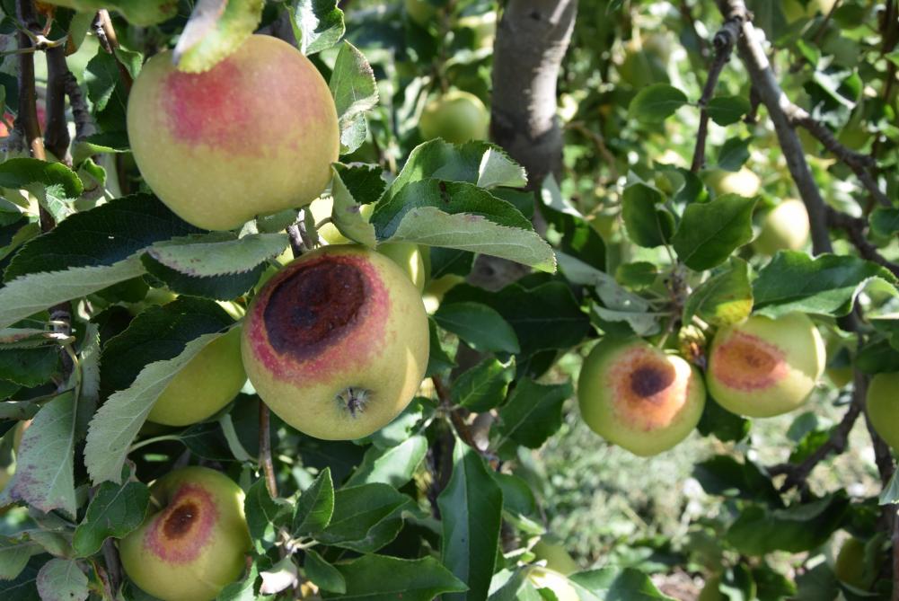 Vruchten die door zonnebrand werden getroffen worden rot en zijn niet meer vermarktbaar.