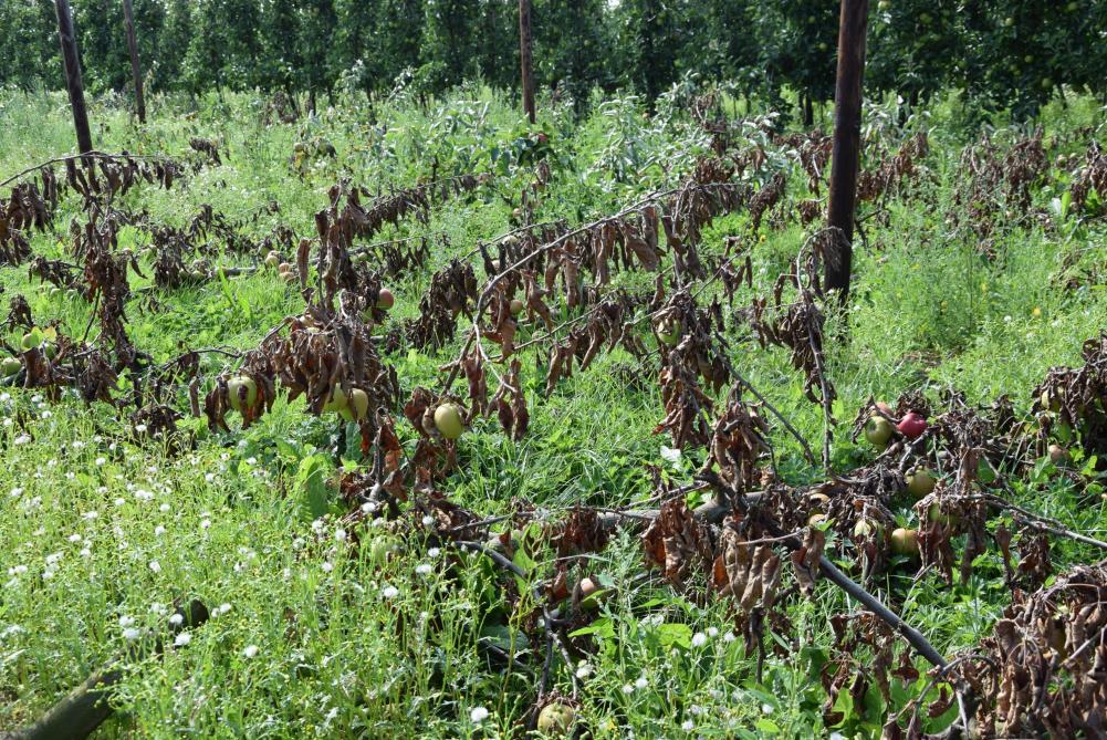 Door de windhoos van eind juli werden sommige delen van plantages helemaal ontworteld en vernield.