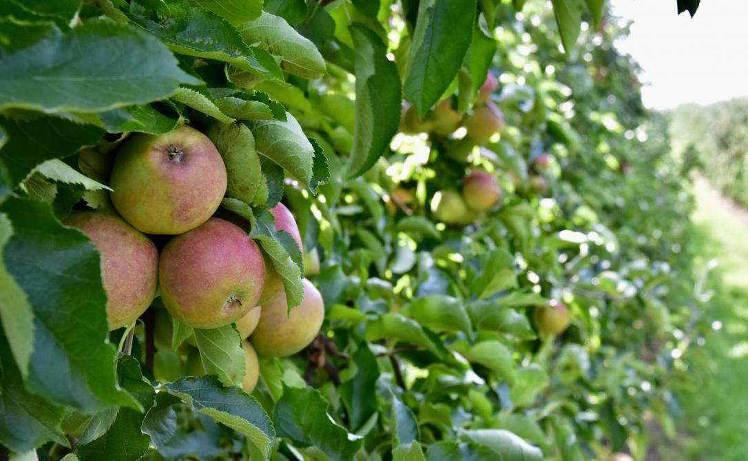 Door de klimaatopwarming vragen we ons af welke variëteiten we nog kunnen
aanplanten. Een appelboom heeft een winterrust nodig. In duurtijd, maar ook in 
temperatuur. Als de winters te zacht worden, is dat heel nefast voor de bomen.