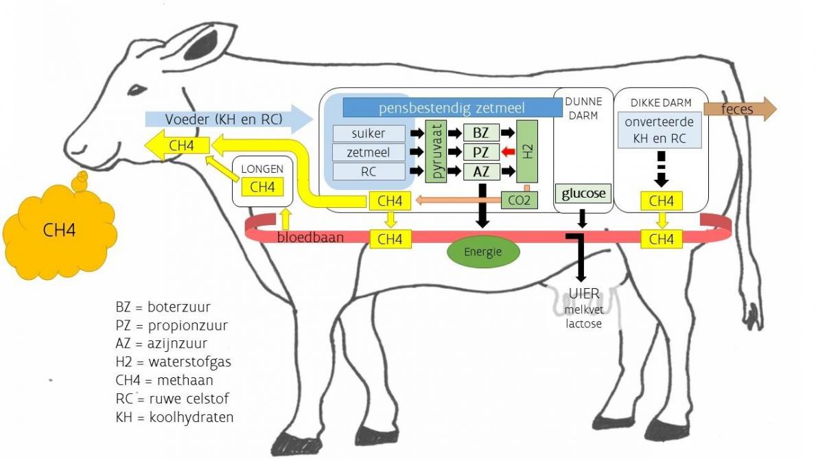 Schematisch overzicht van de koolhydraatvertering en de methaanproductie in de koe