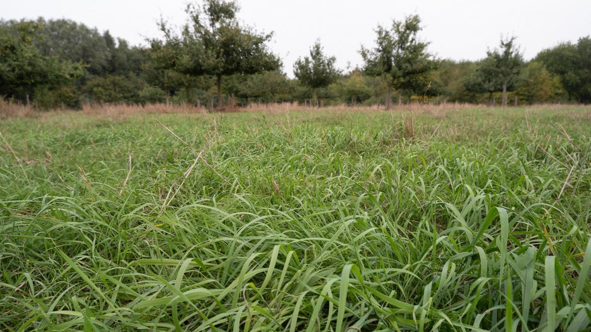 Volgens recent onderzoek vormt neerslag van stikstof een bedreiging voor de biodiversiteit in graslanden.
