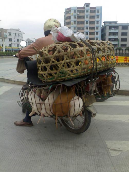 In China worden nog heel veel back yard pigs gehouden. Het transport en de bioveiligheid zijn navenant.
