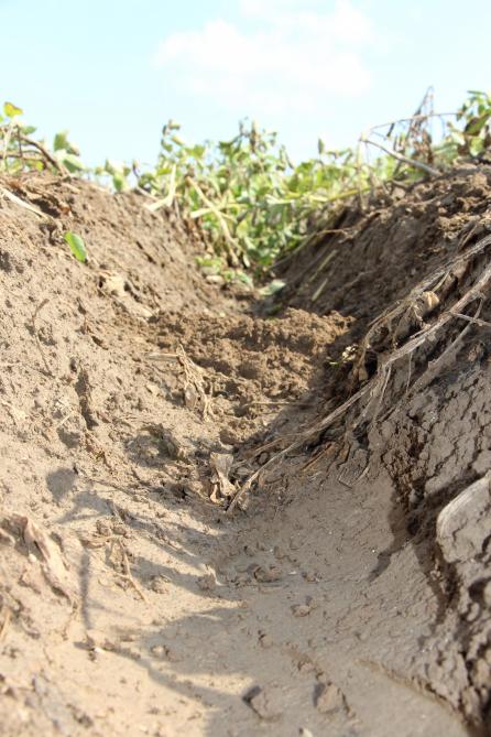 De erosiestopper zorgt ervoor dat om de 80 cm een klein hoopje aarde als een soort dijkje tussen de aardappelruggen komt te liggen. Hierdoor blijft na een regenbui het water net iets langer tussen de ruggen staan.