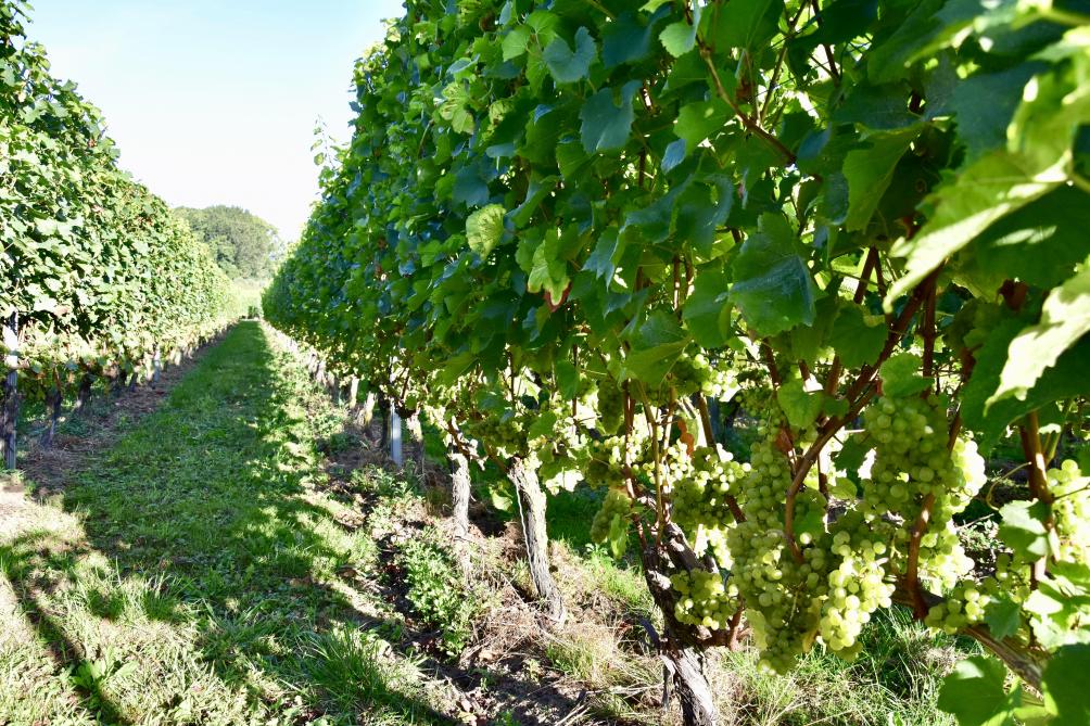 In 2005 plantten vader en zoon de eerste wijnranken op het familiedomein in Westouter, een deelgemeente van Heuvelland.