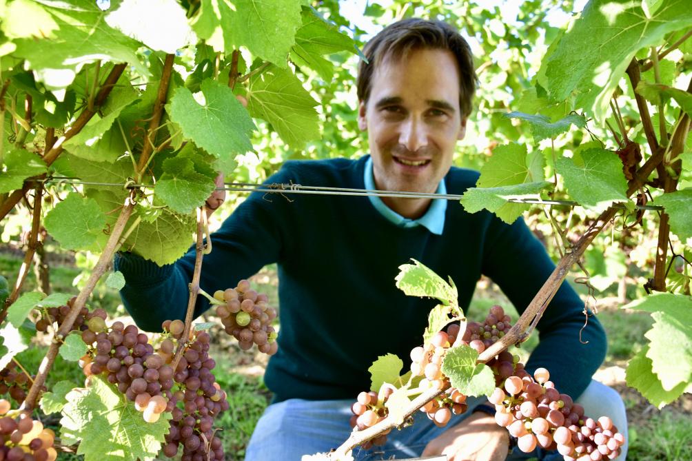 “Het domein is 18 hectare groot”, zegt Martin Bacquaert. “En daar halen we om en bij de 100.000 flessen wijn uit.