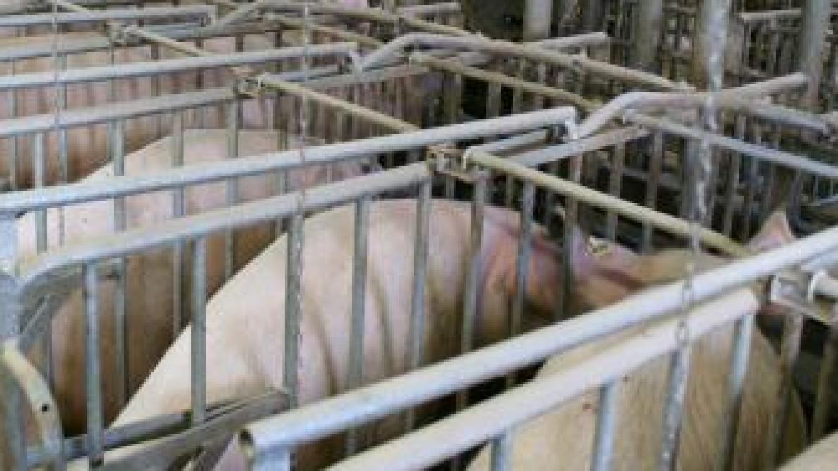 De hele varkenssector hoopt dat na China ook alle andere Aziatische landen zullen volgen en hun grenzen weer open zullens stellen.
