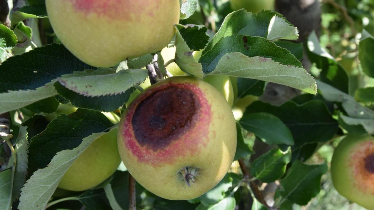 Zonnebrand bracht zware schade toe aan de fruitteelt.