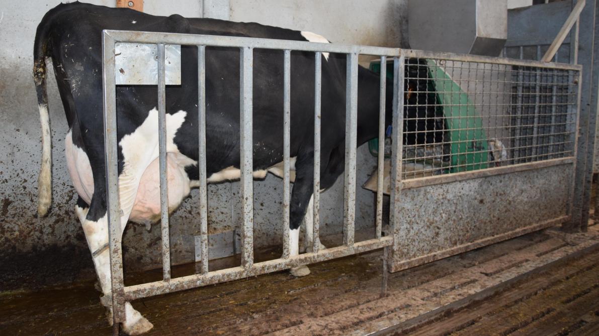 In de GreenFeedbox worden de methaan- en CO
2
-gehaltes van de koeien in de voederproeven gemeten.