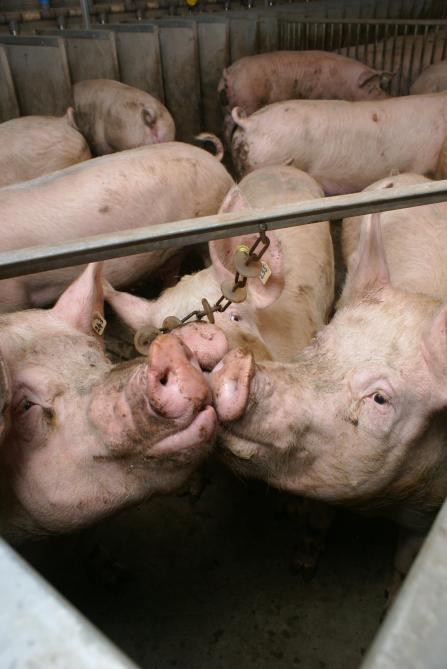 Verrijkingsmateriaal heeft als doel de omgeving interessanter te maken voor de varkens.