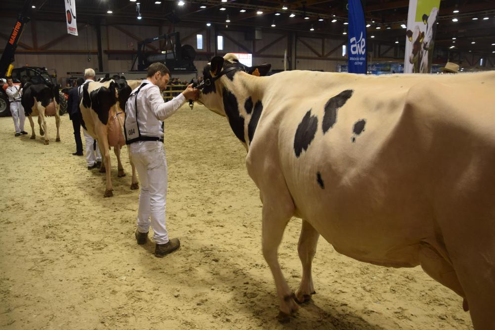 Een Brussels Livestock Show zonder prijskampen is ondenkbaar, aldus de organisatie achter Agribex. Competitie drijft de verbetering in de sector aan.