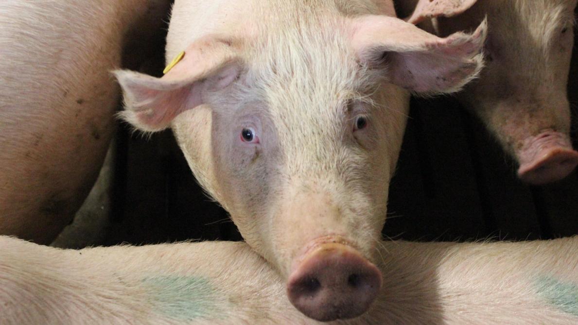 Dit varken vertoont een duidelijke maar niet extreme (bruine) traanstreep (vermoedelijk stressgerelateerd), het hard oogwit zelf is mooi wit