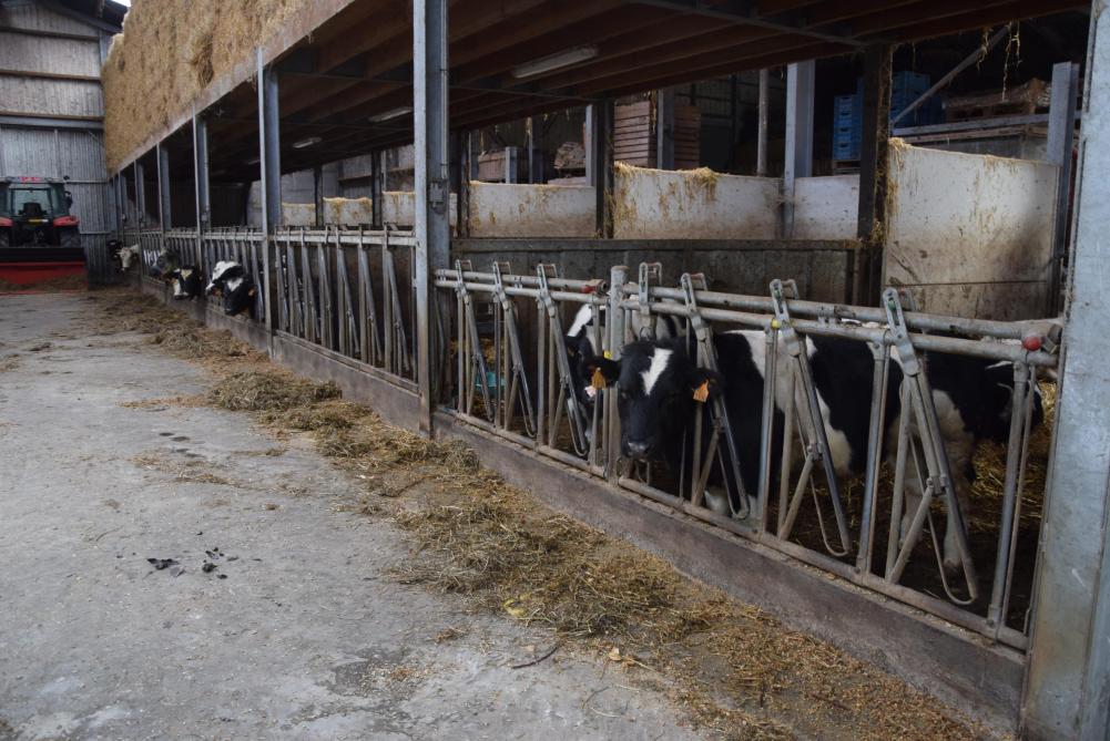 Omdat de grens in de wei ligt, en de koeien die passeren, moesten de dieren ingeënt worden tegen blauwtong.