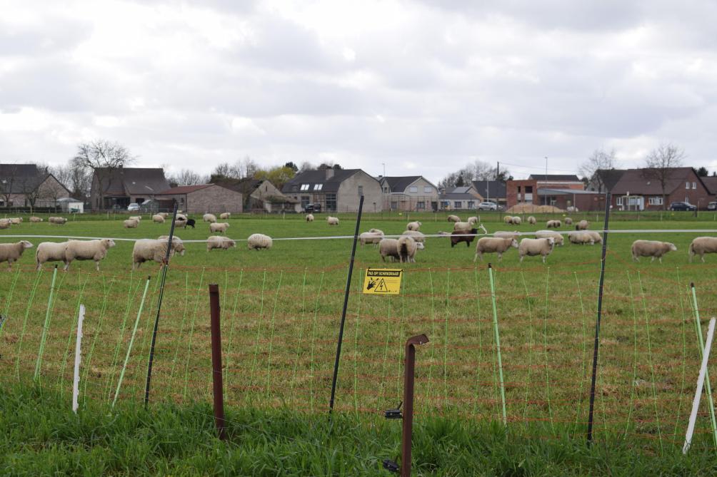 Boeren wordt geadviseerd maatregelen te nemen om hun schapen te beschermen.