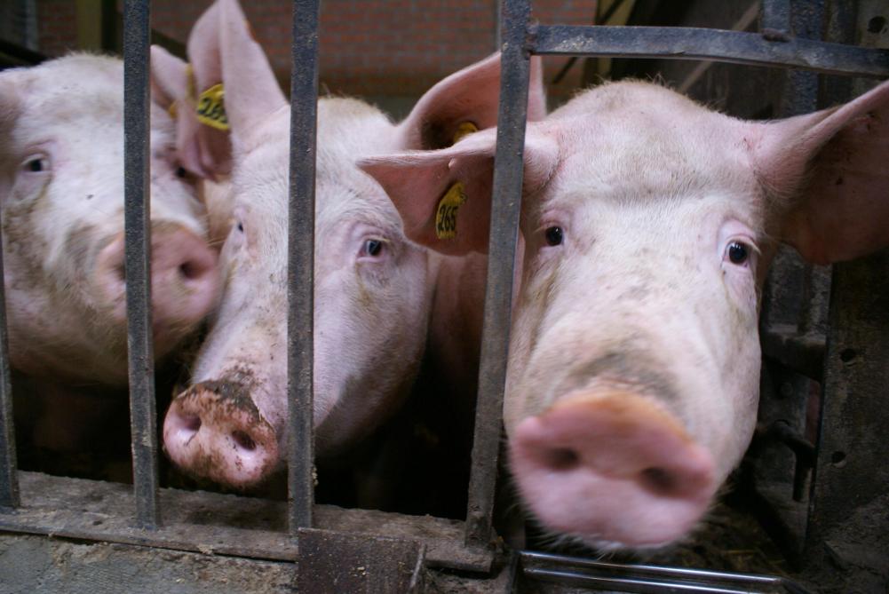 Ook varkenshouders kunnen zich inschrijven voor een klimaatscan.
