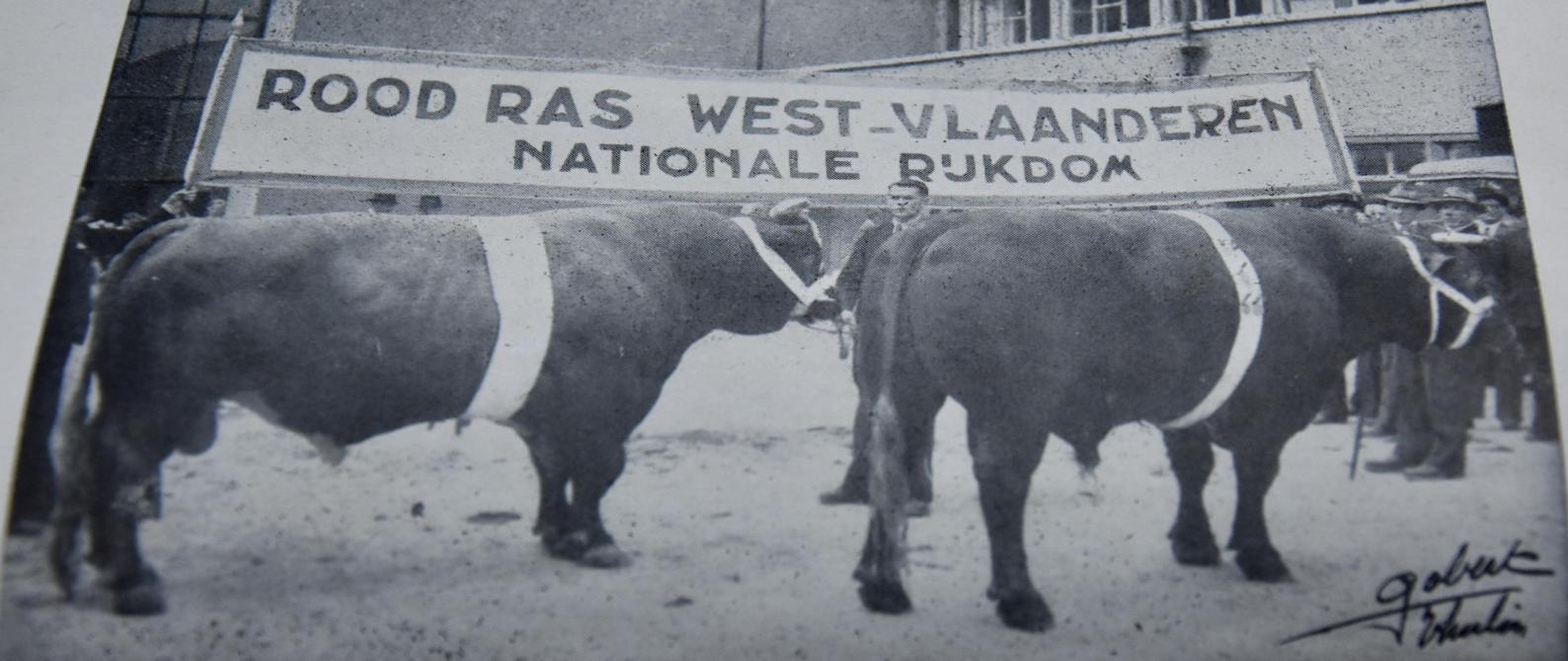 West-Vlaanderen is trots op het rode ras.