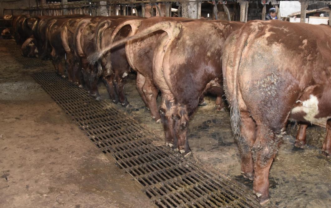 Volgens Johan Debruyne zijn er binnenkort te weinig dekstieren voor professionele veehouders om de toekomst van het rode runderras van West-Vlaanderen te verzekeren.