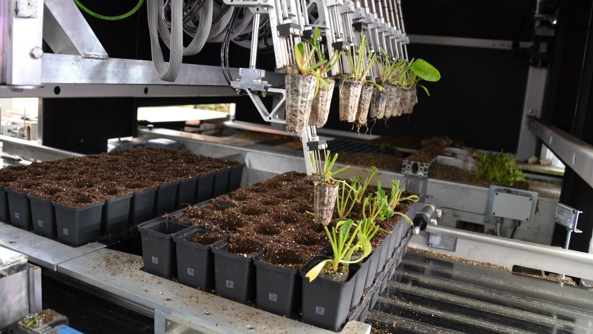 Een robot zorgt voor het verpotten van de geselecteerde plantjes.
