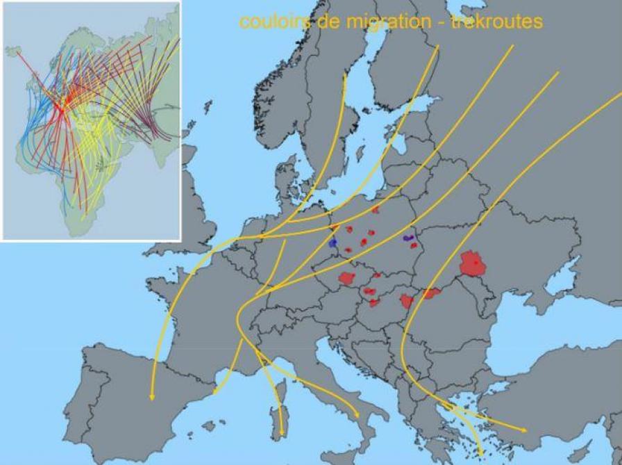 Schets van de trekroutes van wilde vogels over Europa.
