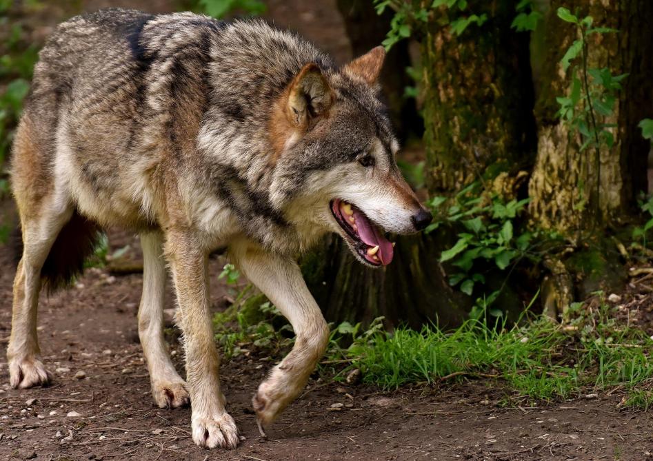 Wolvenpopulatie neemt langzaam toe in Frankrijk