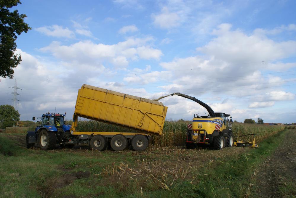 Hoe de logistiek bij het hakselen van maïs wordt aangepakt, blijkt een sterke regio-invloed te kennen.