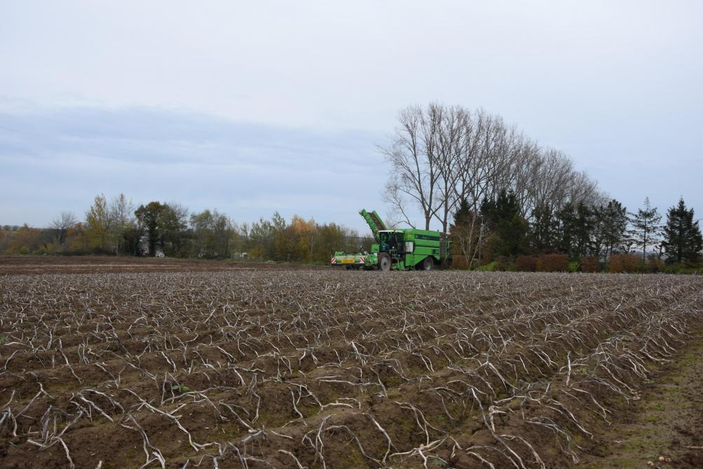 In 2019 werden nieuwe chipsrassen aangeplant in Waterland-Oudeman en Kortrijk.