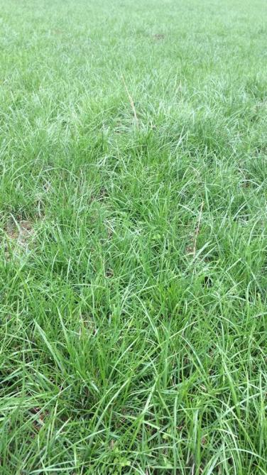 Het herstel van de grasmat was uitermate beter bij het gras behandeld met aminozuren (onder) in vergelijking met het onbehandeld stuk (boven).