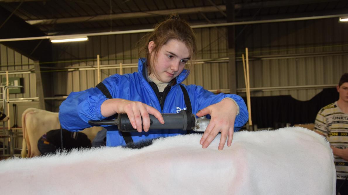 Charlotte De Coninck (15) is volop bezig met het finaliseren van de toplijn van het kalf waarmee ze deelneemt aan de prijskamp.