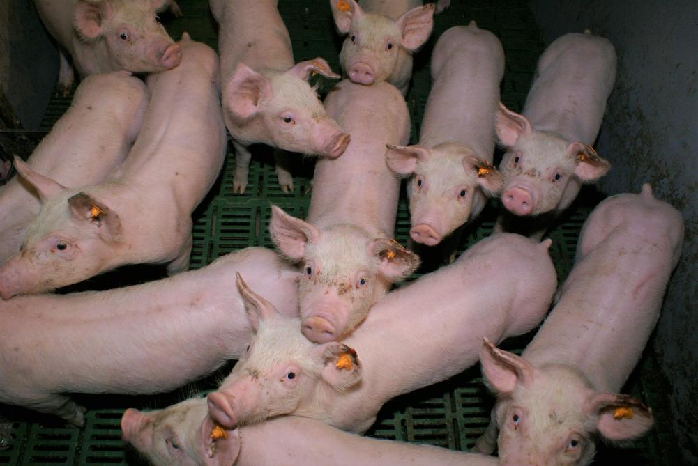 Vanaf juni 2022 worden alle zinkoxides in varkensvoeders verboden in de EU. De zoektocht naar volwaardige alternatieven is niet evident.