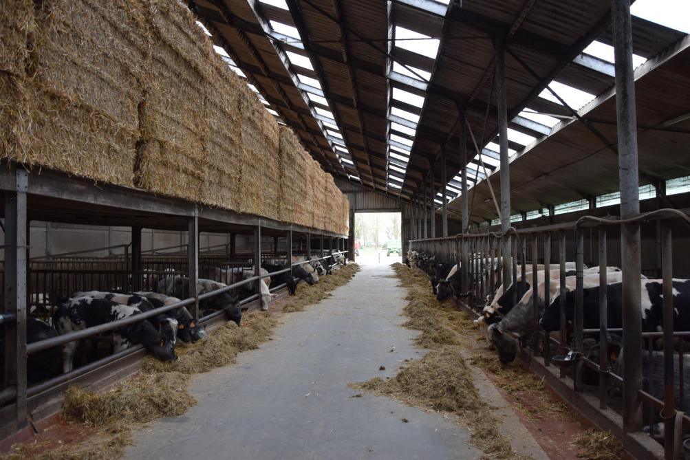 Op hoeve ‘Ten Halve’ van de familie Saelens in Herent zijn zo’n 200 vrouwelijke runderen aanwezig. Een deel van de vleesopbrengst wordt via hoeververkoop aan de man gebracht.