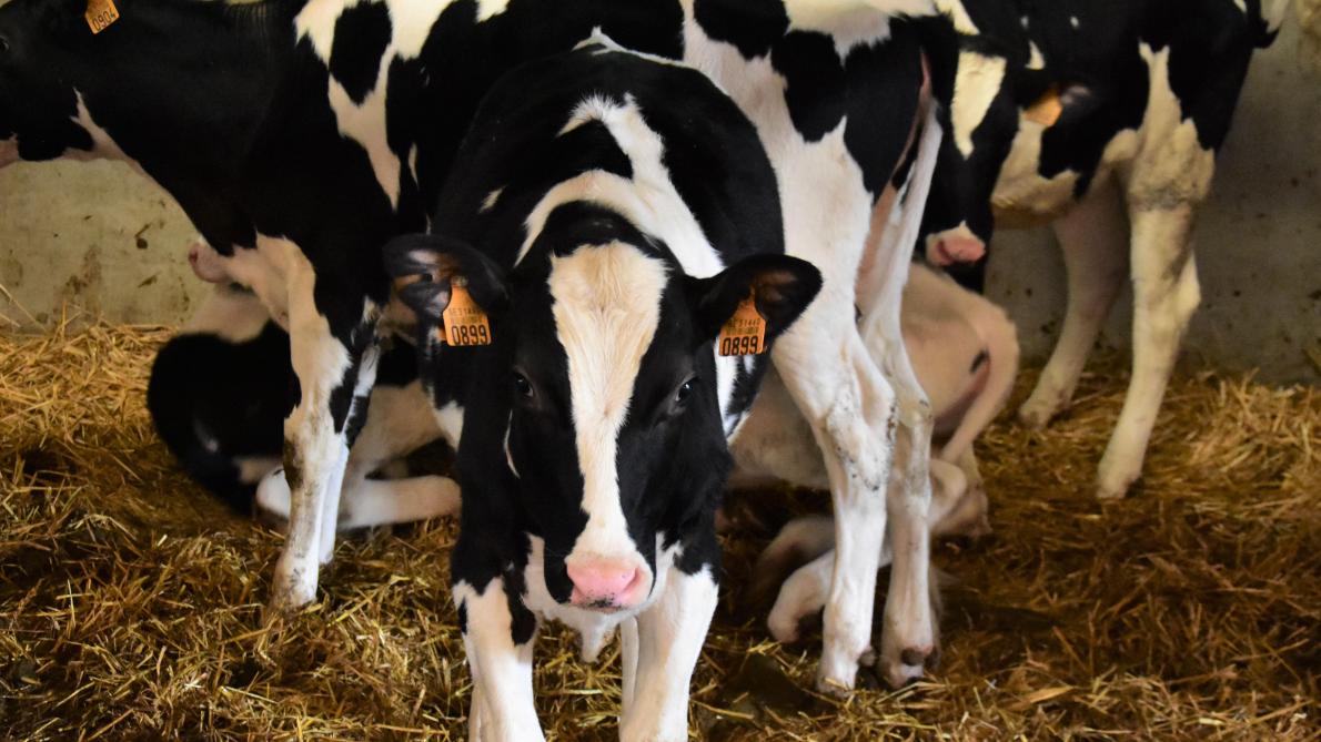 Het landbouwbedrijf is gespecialiseerd in melkvee, met in totaal 150 runderen (met inbegrip van jongvee).
