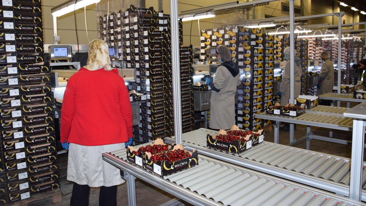 Tijdens het sorteerproces worden de kersen ook direct ingepakt in de juiste eindverpakking.