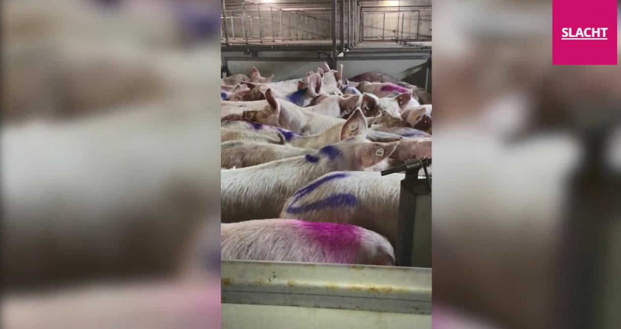 Torhouts slachthuis reageert op beelden van Animal Rights: "Context ontbreekt"