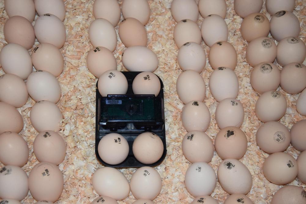 32 eieren per stal worden in real time gemonitord met 8 Ovoscans voor telkens 4 eieren.