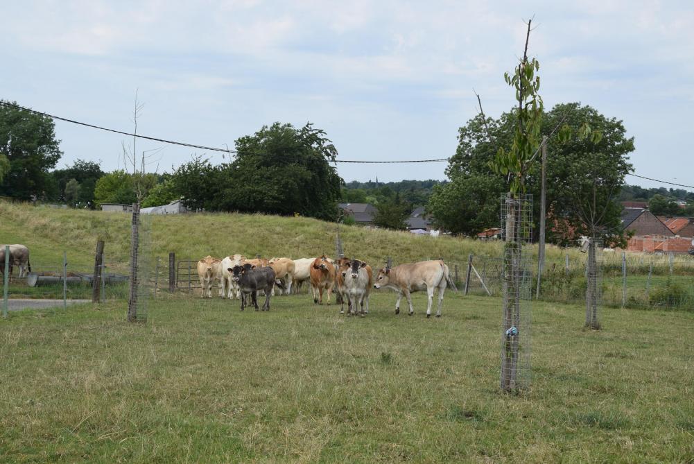 De koeien hebben alle plaats om rond te wandelen, ook in de aangeplante boomgaard.