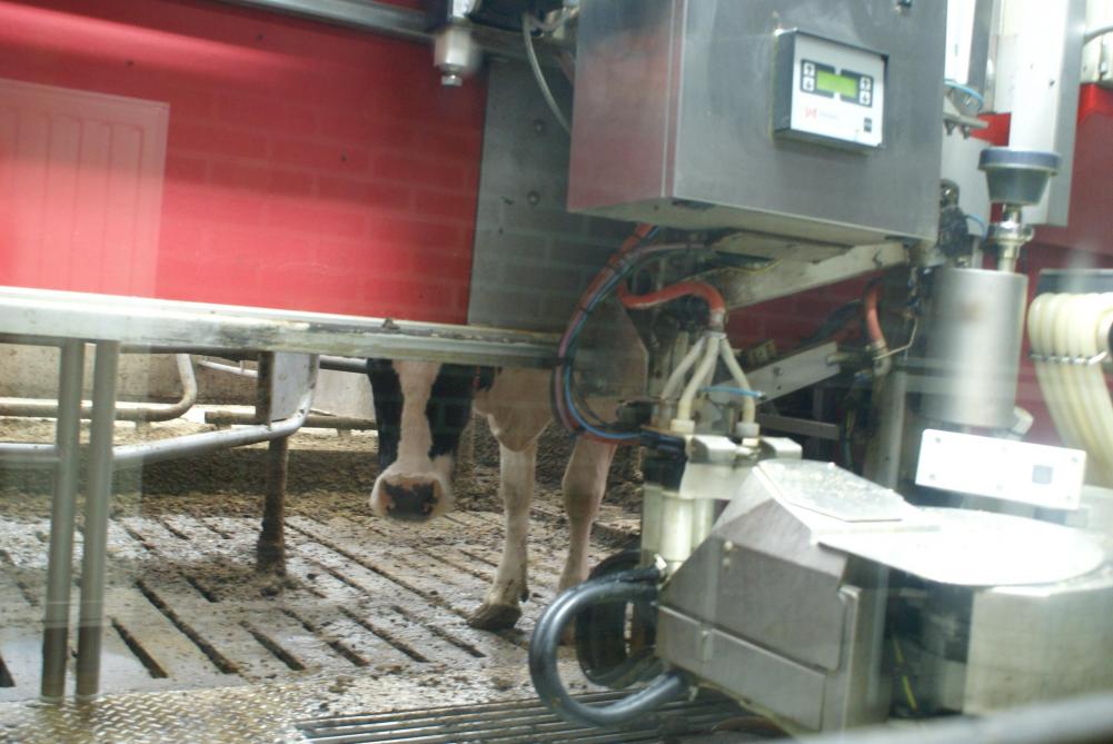 Steeds meer melkveehouders melken met een robot. De markt is al volwassen waardoor de groei van dit segment relatief beperkt is.