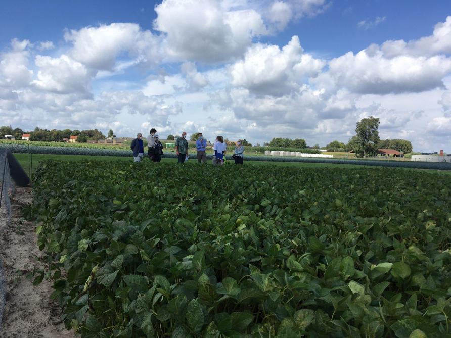 50 landbouwers, loonwerkers, verwerkers en handelaars keurden beloftevolle peulgewassen op de velden van ILVO.