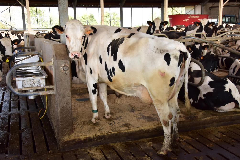 Gemiddeld wordt gemikt op 30 l melk per koe per dag, met 47 g/l vet en 33 g/l eiwit.