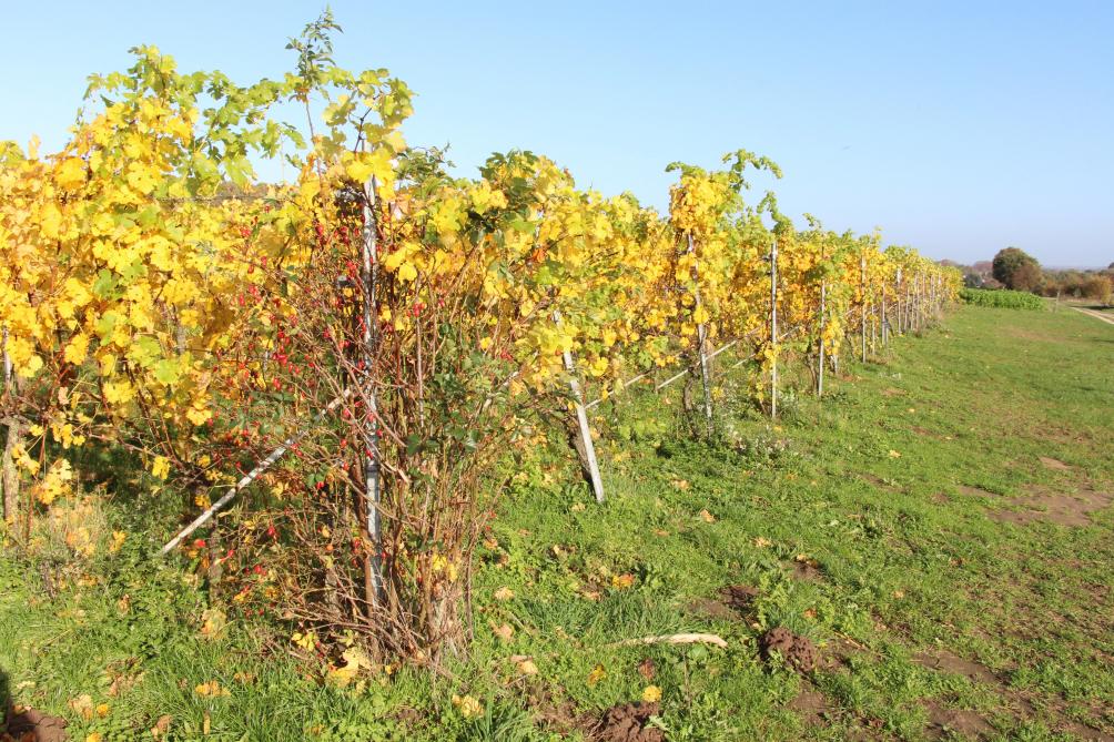Bij de wijngaard staat een rozenbottelstruik als indicator voor druivenziektes. Zodra deze rozenbottel last van meeldauw op het blad heeft, dan zullen de druiven ook spoedig meeldauw krijgen.