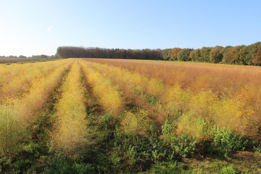De aspergevelden kleuren schitterend in de najaarszon. Bas Beijer: “De droge zomers van de afgelopen jaren waren een voordeel, de ziektedruk in de asperges was heel laag. Dus wij hebben deze teelt zelfs geheel middelenvrij kunnen produceren.”