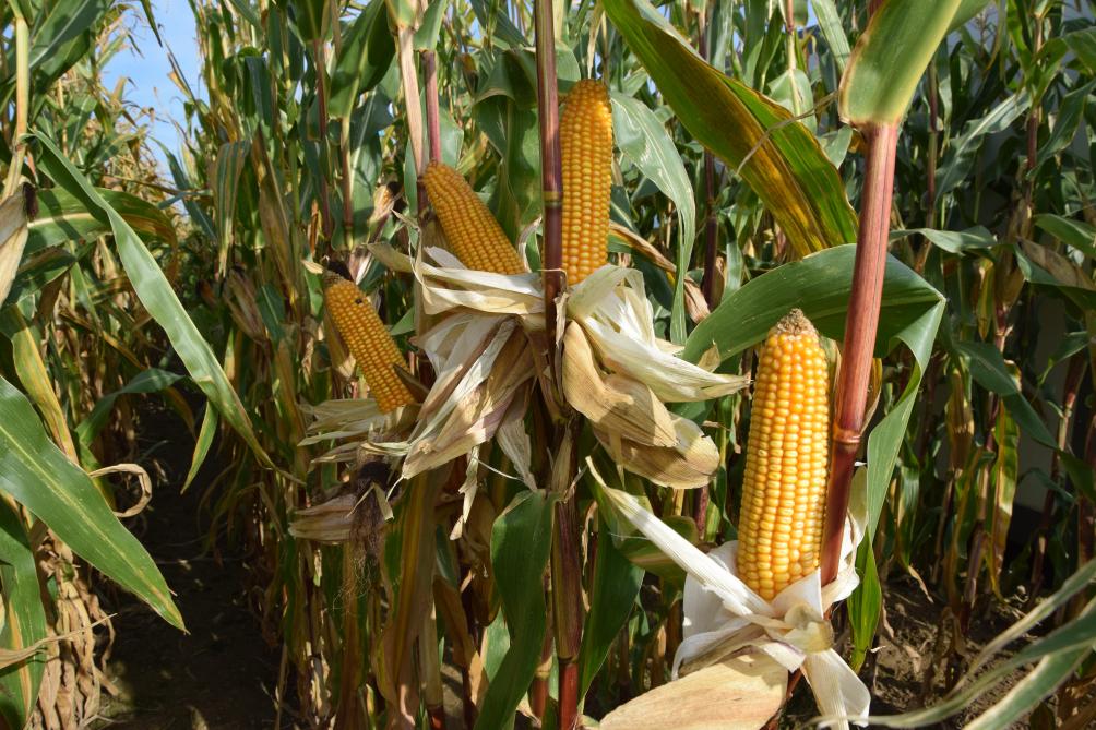Babette Lamote werkte aan een methode waarbij de maïskolven wel kunnen aangewend worden voor consumptie, en van het plantenafval zoals de stengels bio-ethanol gemaakt wordt.