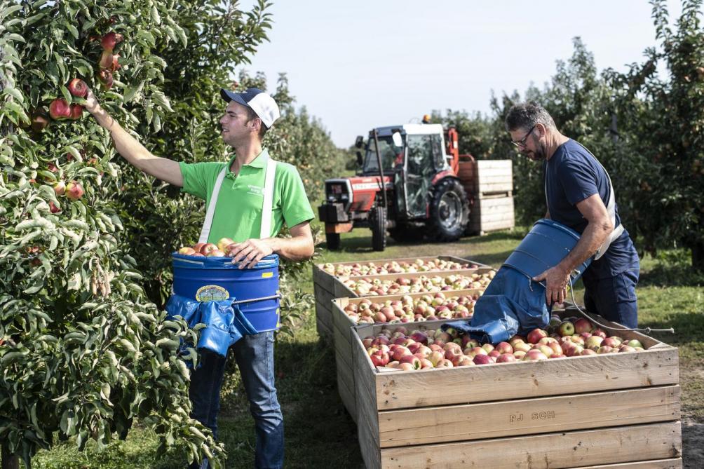 Fans van het eerste seizoen van Boerenjaar herinneren zich ongetwijfeld nog Paul (59) en Daan (29), de Limburgse fruitboeren Schreurs uit Kozen (Limburg).