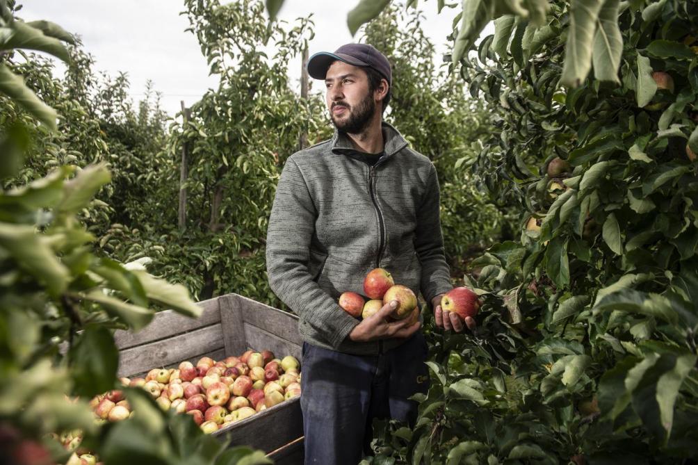 Al van kindsbeen af helpt Hendrik Vlekken (Limburg) (32) dag en nacht mee op het gemengd bedrijf van zijn vader dat fruit, aardappelen, bieten en rundsvlees produceert.