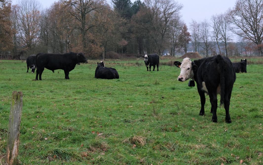De runderen lopen vrij rond op een stuk van 20 ha grond.